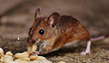 wildlife-removal Experts in Bell Telephone Co